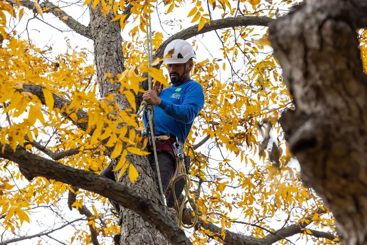 Skilled Storm Damage Cleanup crew working in Arispe